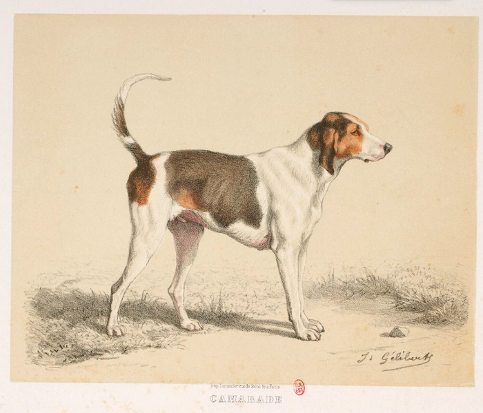 Camarade par J. Gélibert - Tiré de l'Exposition du Bois de Boulogne (1863) - Journal des chasseurs